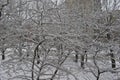 Tree branches in the big snow. Royalty Free Stock Photo