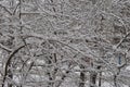 Tree branches in the big snow. Royalty Free Stock Photo