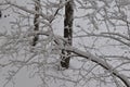 Tree branches in the big snow.