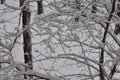 Tree branches in the big snow.