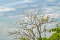 Tree Branches and Birds