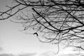 Tree branches, black and white silhouette