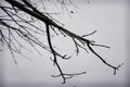 Tree branches, black and white silhouette