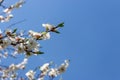 Tree branches with blooming flowers against clear blue sky with copy space. Spring blossom concept. Royalty Free Stock Photo