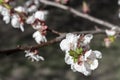 Tree branches with blooming flowers. Spring blossom concept. Royalty Free Stock Photo