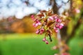 Tree branches in blossom in the spring time Royalty Free Stock Photo