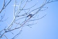 Tree branches on blue sky background Royalty Free Stock Photo