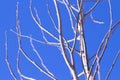 Tree branches on blue sky background Royalty Free Stock Photo