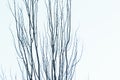 Tree branches on blue sky background Royalty Free Stock Photo