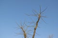 Tree Branches and Blue Sky Royalty Free Stock Photo
