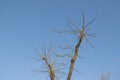 Tree Branches and Blue Sky Royalty Free Stock Photo