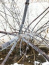 Tree branches with blue tone