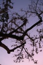 Tree branches and bright purple sunset sky. Garden Route, South Africa. Royalty Free Stock Photo