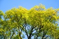 Tree branches with bright spring foliage photographed against the blue sky. Green and yellow leaves, sun shining on the tree. Royalty Free Stock Photo