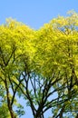 Tree branches with bright spring foliage photographed against the blue sky. Green and yellow leaves, sun shining on the tree. Royalty Free Stock Photo
