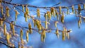 Tree branches with buds on a background of blue sky Royalty Free Stock Photo