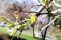 Tree branches. The buds of the tree. Blooming trees. Young leaves. Spring Park. Green grass. Field of grass. Royalty Free Stock Photo