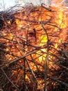 Tree branches burn in a fire in winter. Huge pile of branches. Royalty Free Stock Photo