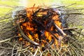 Tree branches burning in spring Royalty Free Stock Photo