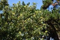 Tree branches of Castanea Dentata.