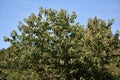 Tree branches of Castanea Dentata.