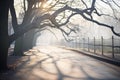 tree branches casting eerie shadows on a foggy path