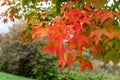 Tree branches closeup in fall. Autumn maple trees with leaves change colors Royalty Free Stock Photo