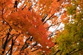 Tree branches closeup in fall. Autumn maple trees with leaves change colors Royalty Free Stock Photo