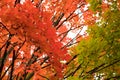 Tree branches closeup in fall. Autumn maple trees with leaves change colors Royalty Free Stock Photo