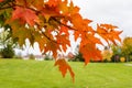 Tree branches closeup in fall. Autumn maple trees with leaves changing colors Royalty Free Stock Photo