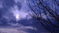 Tree branches on a cloudly winters day