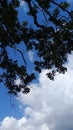 Tree branches, clouds and clear sky today Royalty Free Stock Photo