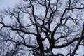 Tree branches clouds winter Royalty Free Stock Photo