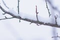 Tree branches covered with abundant white snow on a winter day Royalty Free Stock Photo
