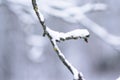 Tree branches covered with abundant white snow on a winter day Royalty Free Stock Photo