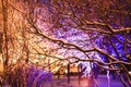 Tree branches covered with bright Christmas lights. Winter city park. Christmas background. Street illumination. Royalty Free Stock Photo