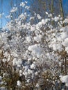 Tree branches covered with fluffy cheerful snowflakes Royalty Free Stock Photo