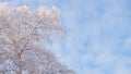 Tree with branches covered with fresh snow. Crown of birch against cloudy blue and white sky in winter. Background with copy space Royalty Free Stock Photo