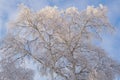 A tree with branches covered with fresh snow. The crown of a birch against a cloudy blue and white sky in winter. Background or Royalty Free Stock Photo