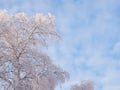 A tree with branches covered with fresh snow. The crown of a birch against a cloudy blue and white sky in winter. Background with Royalty Free Stock Photo