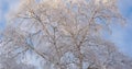A tree with branches covered with fresh snow. The crown of a birch against a cloudy blue and white sky in winter. Horizontal Royalty Free Stock Photo