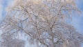 Tree with branches covered with fresh snow. Crown of birch against cloudy blue and white sky in winter. Illustration, background Royalty Free Stock Photo