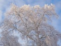 Tree with branches covered with fresh snow. Crown of birch against cloudy blue and white sky in winter. Illustration, background Royalty Free Stock Photo