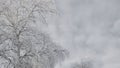 A tree with branches covered with fresh snow. The crown of a birch against a cloudy gray overcast sky in winter. Tinted background Royalty Free Stock Photo