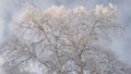 A tree with branches covered with fresh snow. The crown of a birch against a cloudy overcast gloomy sky in winter. Tinted Royalty Free Stock Photo
