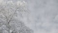 A tree with branches covered with fresh snow. The crown of a birch against a cloudy overcast gloomy sky in winter. Tinted Royalty Free Stock Photo