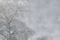 A tree with branches covered with fresh snow. The crown of a birch against a cloudy overcast gloomy sky in winter. Tinted Royalty Free Stock Photo