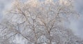 A tree with branches covered with fresh snow. The crown of a birch against a cloudy overcast gloomy sky in winter. Tinted Royalty Free Stock Photo