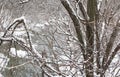Tree branches covered in freshly fallen snow Royalty Free Stock Photo
