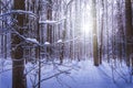 tree branches covered with frost and snow